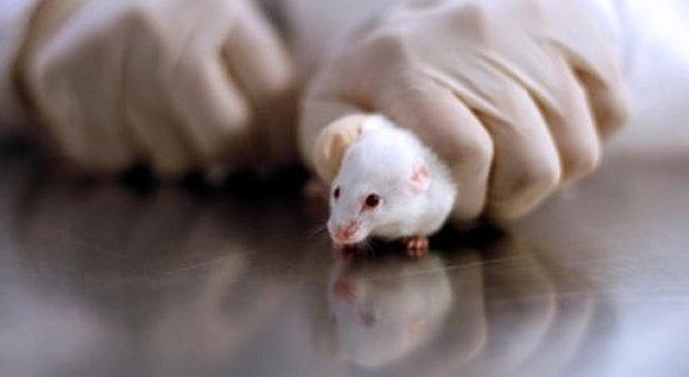 Vaccino anti eroina presto utilizzato sull'uomo: "Ok test sui topi"