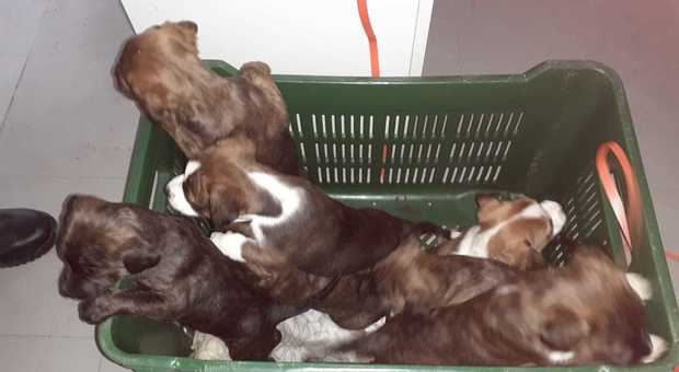 Sette cuccioli abbandonati in centro: i vigili danno la caccia al proprietario