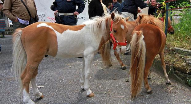 Oristano, bimba cade dal pony Ricoverata in gravi condizioni