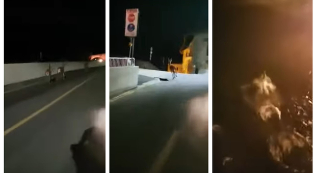 Insegue e spaventa i cervi in motorino, gli animali terrorizzati si lanciano da un ponte di 30 metri