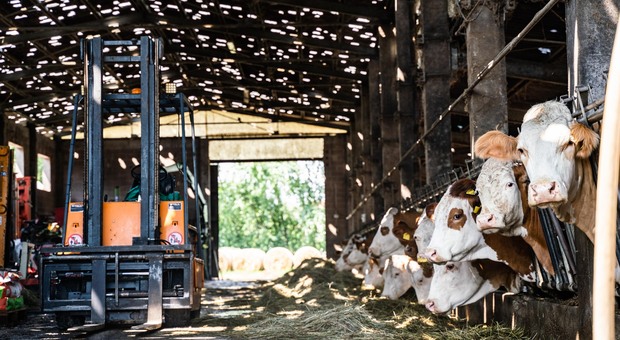 Maltempo in Fvg, Coldiretti e Cia: «Aziende agricole devastate, perso il 70% del raccolto»