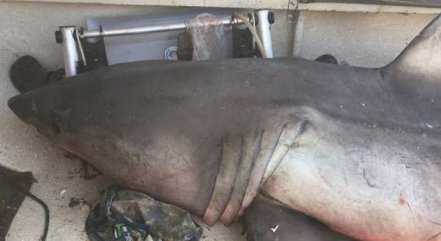 Australia, brutta sorpresa per il pescatore: lo squalo bianco salta dentro la barca