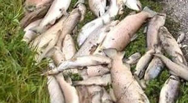 Strage di trote nell'azienda ittica, muoiono 40 quintali di pesci