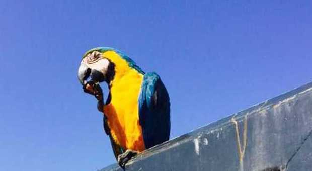Filottrano, un “marito" per la pappagallina umanizzata? Lanciato referendum sul web