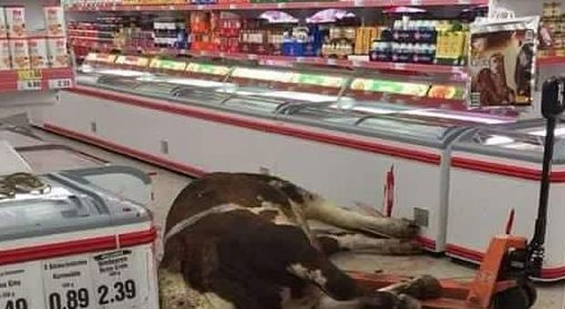 Mucca fugge dal mattatoio e si rifugia in un supermercato, uccisa: la sua storia divide il web