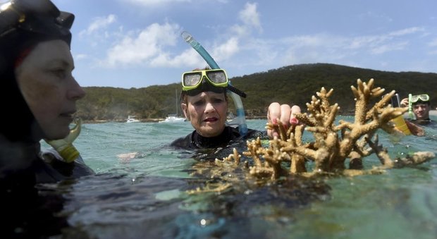 La senatrice Pauline Hanson e la scienziata Alison Jones osservano un pezzo (morto) della Grande barriera corallina australiana
