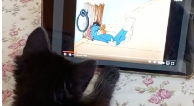 La gatta Frida, batuffolo di pelo nero e una passione: i cartoni di Tom&Jerry