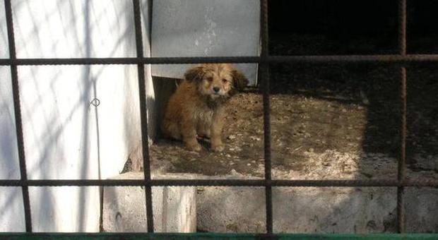 Marcianise, presunti maltrattamenti di cani randagi nel rifugio: il sindaco chiede spiegazioni