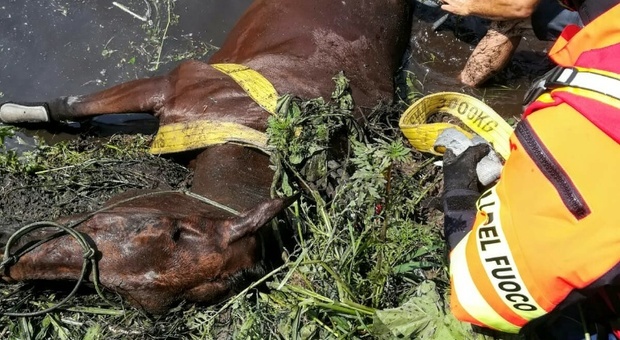 Cade nel fosso con il cavallo, animale stremato salvato dai pompieri