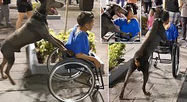 Il cane spinge il padroncino sulla carrozzina per aiutarlo a muoversi: il video commovente
