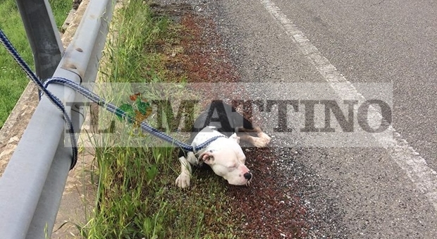 Choc in Cilento: cane legato e abbandonato sulla superstrada