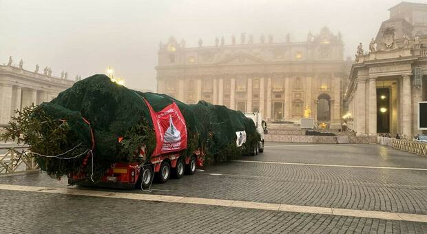 L'albero di Natale "abruzzese" è arrivato in piazza San Pietro