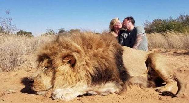 Coppia di cacciatori uccide un leone in cattività, la foto del bacio indigna il web