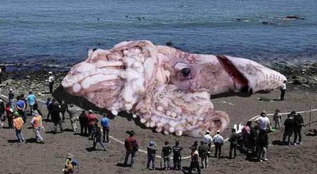 Il calamaro gigante in Calofornia