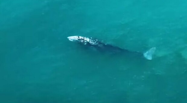 L'avvistamento eccezionale: una balena grigia per la prima volta nel mare italiano VIDEO