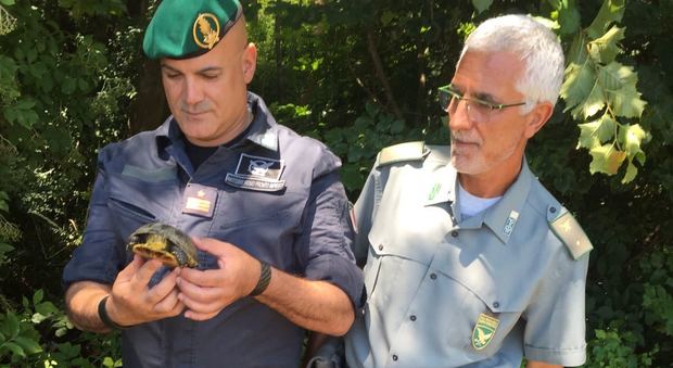 La tartaruga salvata dai Baschi Verdi della Gdf di San Giorgio di Nogaro