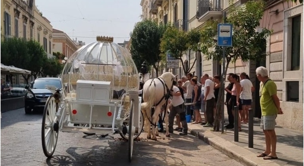 Cavallo stramazza al suolo a Trani per il caldo, stava andando a prendere gli sposi