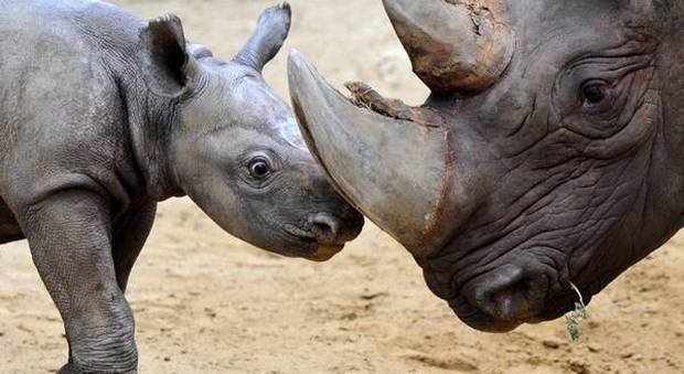 Studio dell'Università per salvare gli ultimi 14 rinoceronti di Sumatra