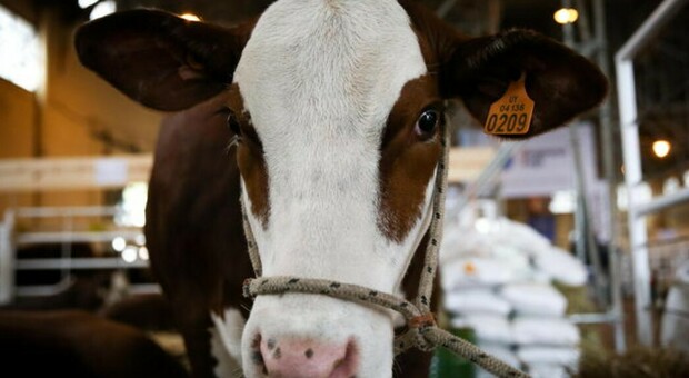 Cuneo, morte 50 mucche al pascolo: «Avvelenate dal sorgo, colpa della siccità»