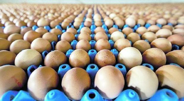 Uova contaminate a Dragona e in provincia, anche gli allevamenti al setaccio