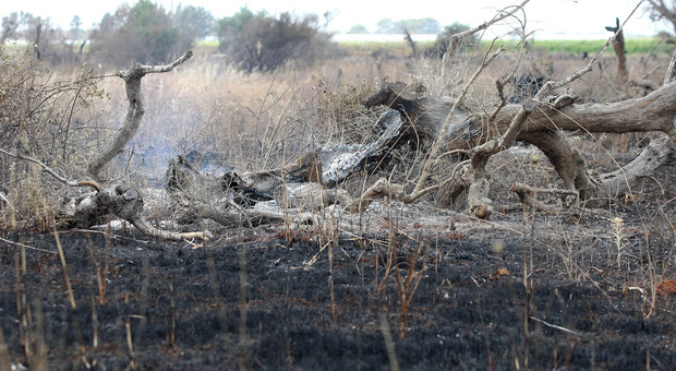L’emergenza non si arresta: in fiamme altri 3.000 ulivi. Da maggio più di 1.300 roghi