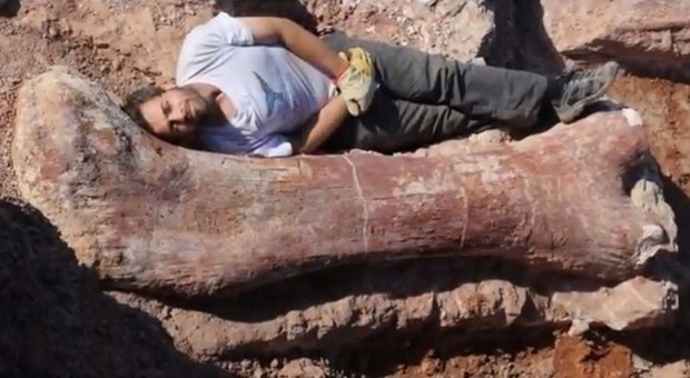 Il dinosauro più grande del mondo scoperto in Patagonia: è lungo 40 metri