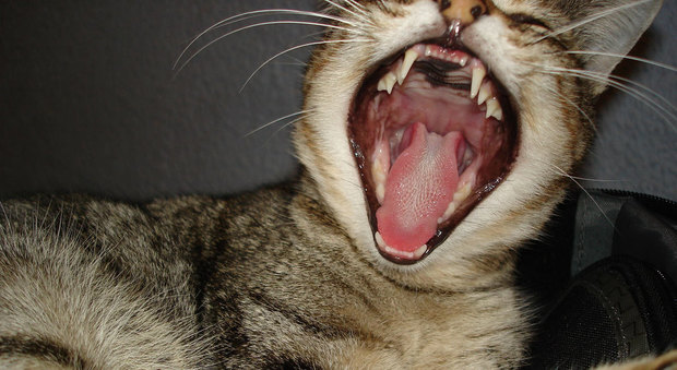 Gatti selvatici mangiano cadaveri, la ricerca della Colorado University sconvolge