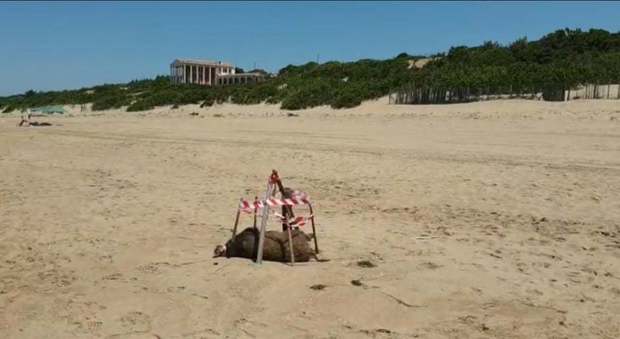Sabaudia: carcassa di cinghiale ritrovata sulla spiaggia