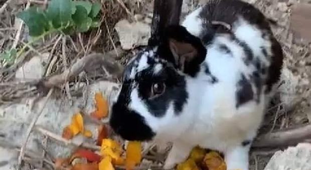Ischia, il coniglio Roger simbolo dell'Isola ucciso a sassate dai turisti