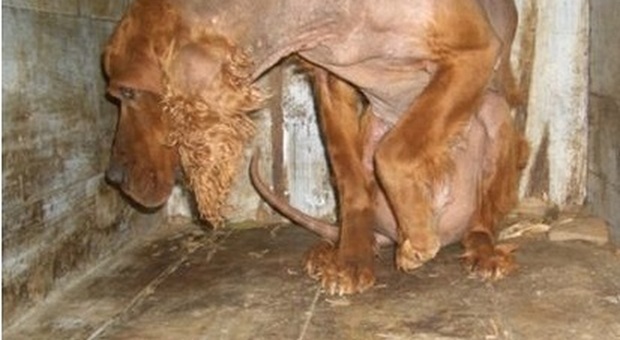 Canile abusivo e animali mal tenuti, ammenda da 500 euro a Giffoni