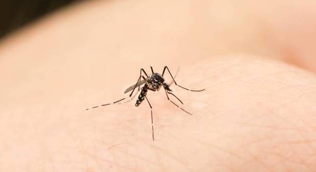 Allerta per un batterio mangiacarne, si sta diffondendo con le punture delle zanzare