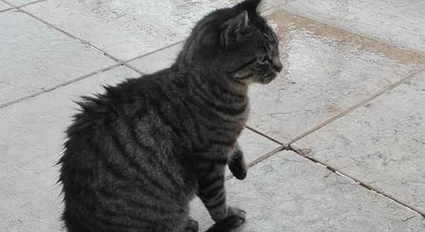 Tenny, la gatta che aspetta da mesi il padrone davanti all'ospedale