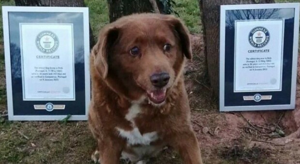 È morto Bobi, il cane più vecchio del mondo: aveva 31 anni ed era entrato nel Guinness World Record