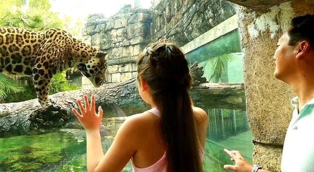 Tragedia allo zoo, il giaguaro Harry attacca la femmina che resta intrappolata: così è morta Zenta