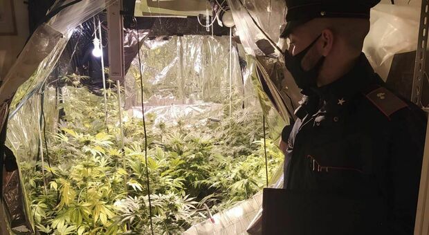 La serra di marijuana trovata nel'abitazione del 43enne di Montebelluna arrestato
