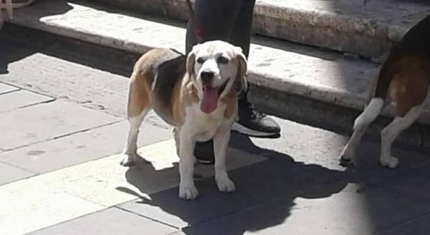Isotta, beagle di 12 anni, era nel giardino di casa quand'è sparita