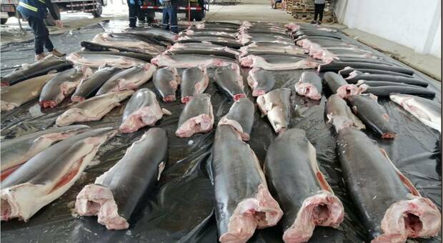Maxi sequestro di squali in Perù (immagini diffuse da SINAT, la polizia ambientale, su Twitter)