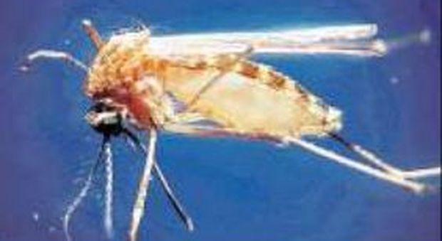 Febbre del Nilo, altre due vittime in Emilia della zanzara che uccide