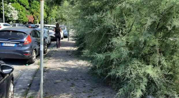 Un tratto di marciapiedi a Torrione invaso dalle piante