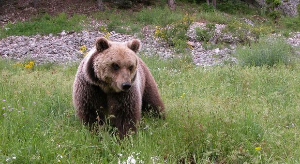 Tragedia nel Parco nazionale: orso muore durante la cattura