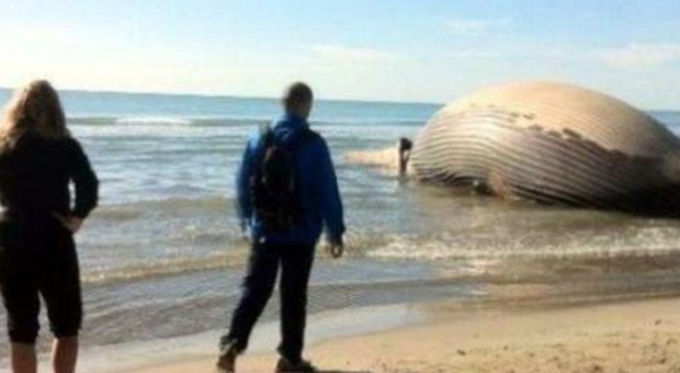 Francia, carcassa di balena rischia di esplodere spiaggia chiusa ai turisti