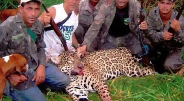 Uno dei centinaia di giaguari uccisi dalla gang di bracconieri (immagine di Cen, pubblicata da The Sun e The Mirror)