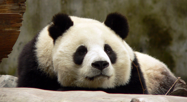 Perché il panda è bianco e nero? E quelle macchie a cosa servono?