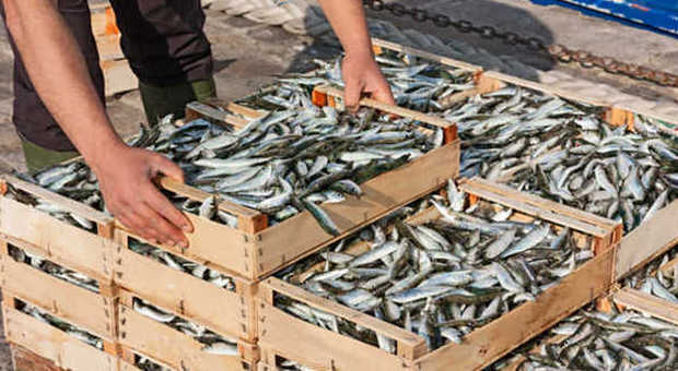 Pescatori senza soldi: compravano la droga con cassette di pesce