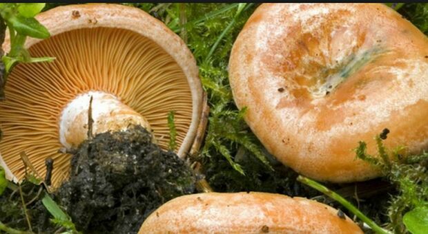Intossicazione da funghi velenosi, marito e moglie ricoverati in ospedale