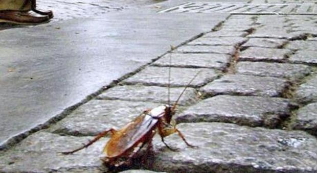 Invasione di scarafaggi in centro: affollano le strade e entrano in casa