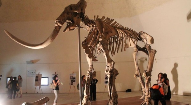 L'Aquila, lo scheletro del mammut finalmente esposto al Munda