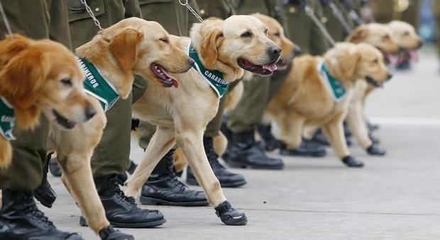 Covid, la Germania addestra cani ad annusare il virus: «Precisione dell'80%»