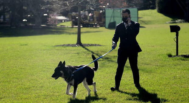 Major Biden, il First Dog che morde: nuovo corso di rieducazione lontano dalla Casa Bianca