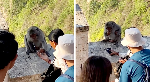 La scimmia negozia la riconsegna del cellulare rubato (immag e video diffusi dall'agenzia viaggi Bali Top Holiday su Instagram)